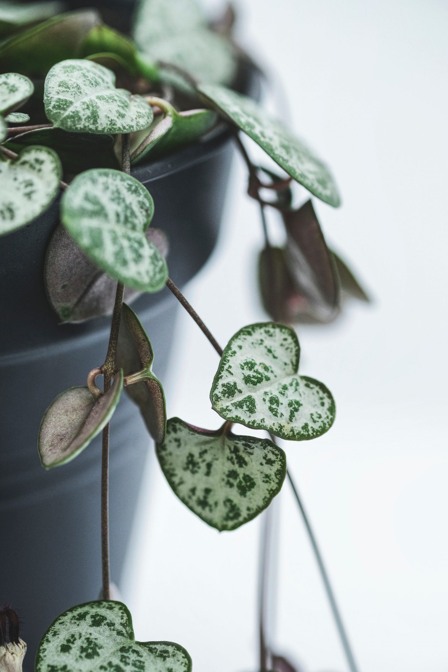 severin-candrian-wLPr6US-oPc-unsplash